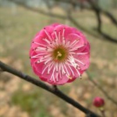 草莓丝瓜榴莲秋葵污破解下载