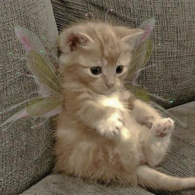 手机网站推广方案