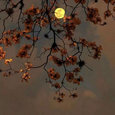 网站推广及优化