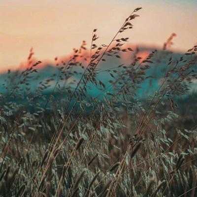 男女作爱在线观看免费网站